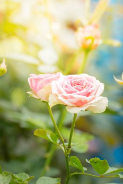 Bahçedeki güller, güzel güneşli bir günde güller güzeldir..