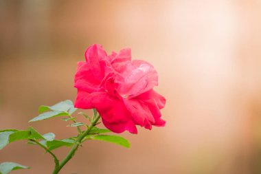 Bahçedeki güller, güzel güneşli bir günde güller güzeldir..