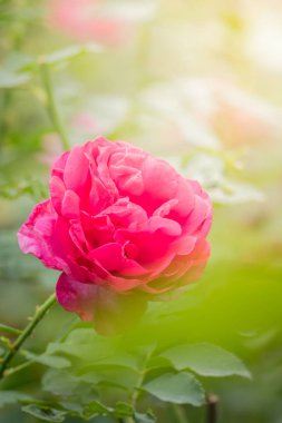 Bahçedeki güller, güzel güneşli bir günde güller güzeldir..