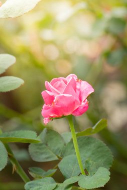 Bahçedeki güller, güzel güneşli bir günde güller güzeldir..