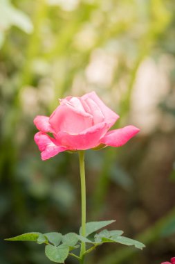 Bahçedeki güller, güzel güneşli bir günde güller güzeldir..