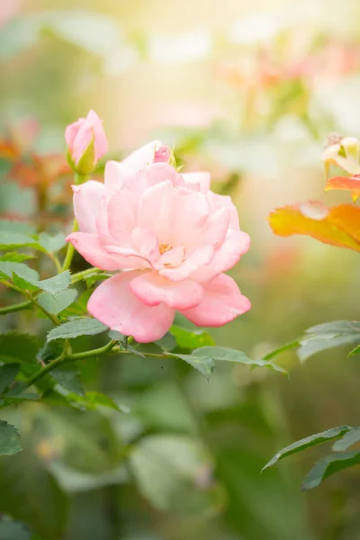 Rosas Jardín Rosas Son Hermosas Con Hermoso Día Soleado — Foto de Stock