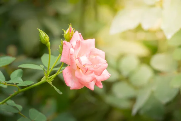 Roses Garden Roses Beautiful Beautiful Sunny Day — Stock Photo, Image