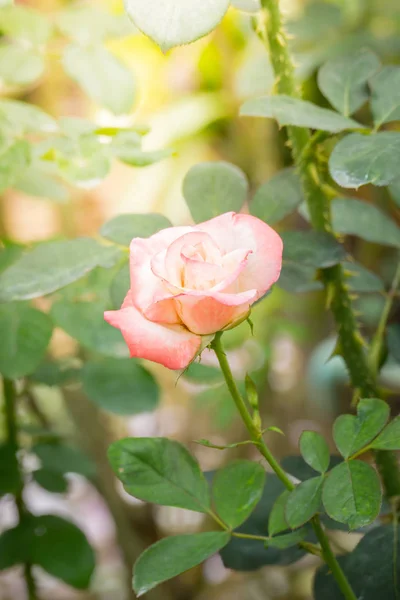 Rosas Jardín Rosas Son Hermosas Con Hermoso Día Soleado — Foto de Stock