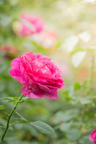 Roses Garden Roses Beautiful Beautiful Sunny Day — Stock Photo, Image