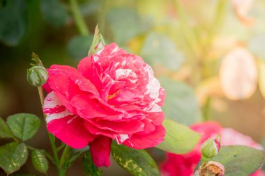 Bahçedeki güller, güzel güneşli bir günde güller güzeldir..