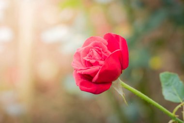 Bahçedeki güller, güzel güneşli bir günde güller güzeldir..