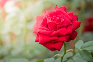 Bahçedeki güller, güzel güneşli bir günde güller güzeldir..