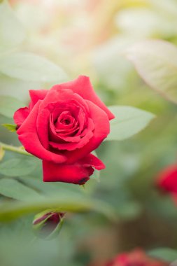 Bahçedeki güller, güzel güneşli bir günde güller güzeldir..