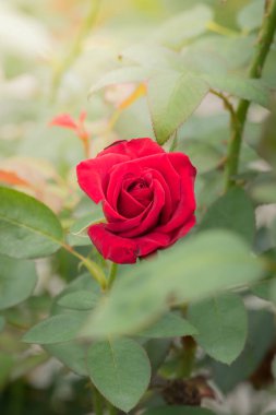 Bahçedeki güller, güzel güneşli bir günde güller güzeldir..