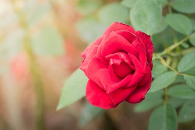 Bahçedeki güller, güzel güneşli bir günde güller güzeldir..