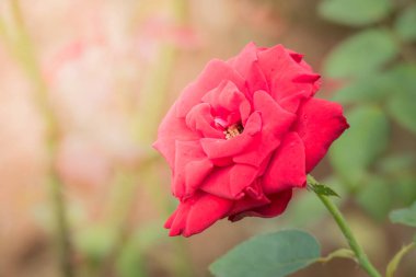 Bahçedeki güller, güzel güneşli bir günde güller güzeldir..