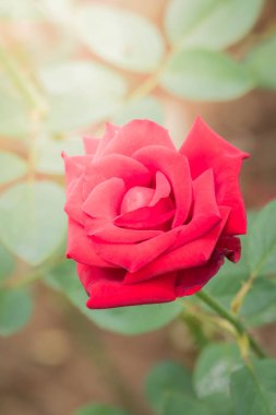 Bahçedeki güller, güzel güneşli bir günde güller güzeldir..