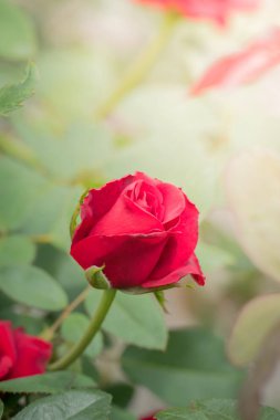 Bahçedeki güller, güzel güneşli bir günde güller güzeldir..