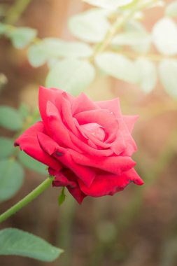 Bahçedeki güller, güzel güneşli bir günde güller güzeldir..