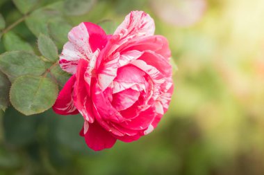 Bahçedeki güller, güzel güneşli bir günde güller güzeldir..