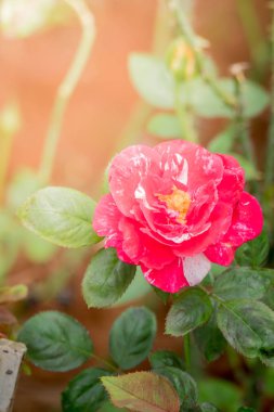 Bahçedeki güller, güzel güneşli bir günde güller güzeldir..