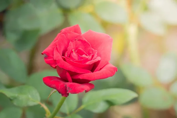 Rosas Jardín Rosas Son Hermosas Con Hermoso Día Soleado — Foto de Stock