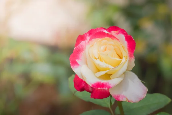 Rosas Jardín Rosas Son Hermosas Con Hermoso Día Soleado — Foto de Stock