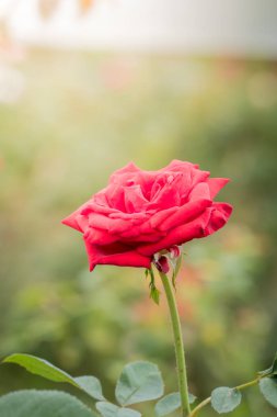 Bahçedeki güller, güzel güneşli bir günde güller güzeldir..