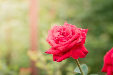 Bahçedeki güller, güzel güneşli bir günde güller güzeldir..
