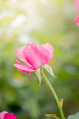 Bahçedeki güller, güzel güneşli bir günde güller güzeldir..