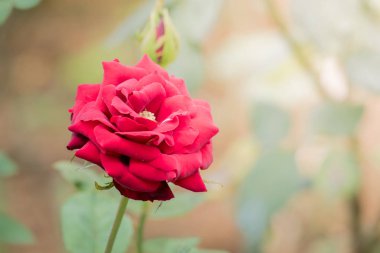 Bahçedeki güller, güzel güneşli bir günde güller güzeldir..