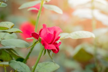Bahçedeki güller, güzel güneşli bir günde güller güzeldir..