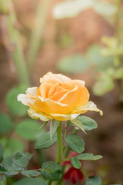 Bahçedeki güller, güzel güneşli bir günde güller güzeldir..