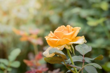 Bahçedeki güller, güzel güneşli bir günde güller güzeldir..