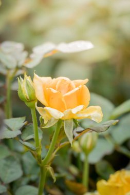Bahçedeki güller, güzel güneşli bir günde güller güzeldir..