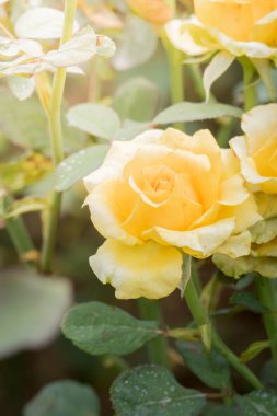 Bahçedeki güller, güzel güneşli bir günde güller güzeldir..