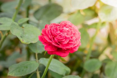 Bahçedeki güller, güzel güneşli bir günde güller güzeldir..