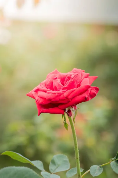 花园里的玫瑰 玫瑰是美丽的 阳光灿烂 — 图库照片