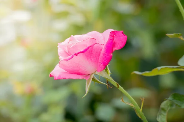 Rosas Jardín Rosas Son Hermosas Con Hermoso Día Soleado —  Fotos de Stock