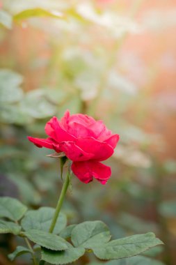 Bahçedeki güller, güzel güneşli bir günde güller güzeldir..