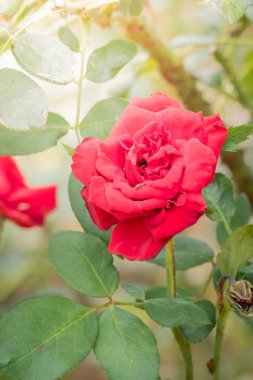 Bahçedeki güller, güzel güneşli bir günde güller güzeldir..