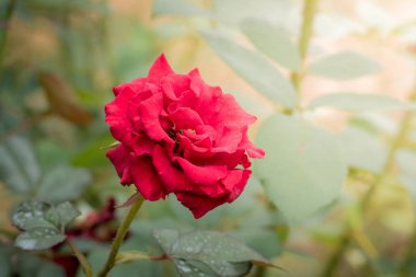 Bahçedeki güller, güzel güneşli bir günde güller güzeldir..