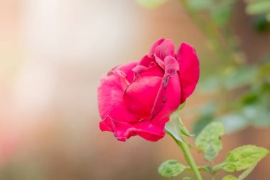 Bahçedeki güller, güzel güneşli bir günde güller güzeldir..