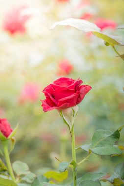 Bahçedeki güller, güzel güneşli bir günde güller güzeldir..
