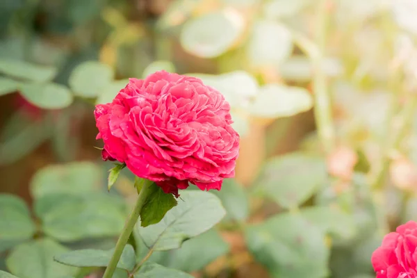 Rosen Garten Rosen Sind Schön Mit Einem Schönen Sonnigen Tag — Stockfoto