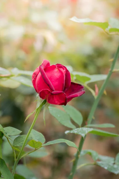 花园里的玫瑰 玫瑰是美丽的 阳光灿烂 — 图库照片