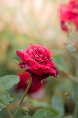 Bahçedeki güller, güzel güneşli bir günde güller güzeldir..