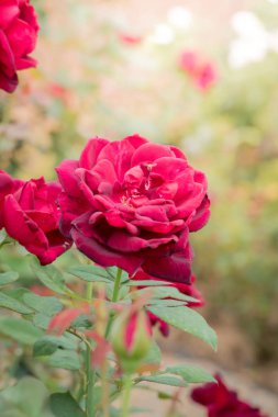 Bahçedeki güller, güzel güneşli bir günde güller güzeldir..