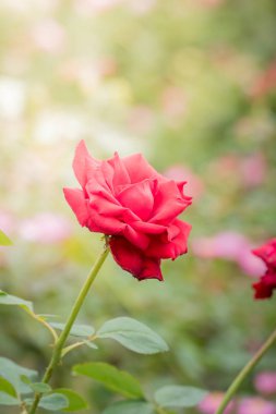 Bahçedeki güller, güzel güneşli bir günde güller güzeldir..