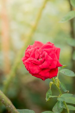 Bahçedeki güller, güzel güneşli bir günde güller güzeldir..
