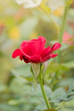 Bahçedeki güller, güzel güneşli bir günde güller güzeldir..