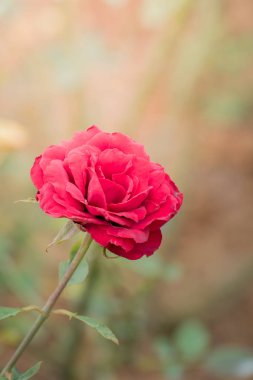 Bahçedeki güller, güzel güneşli bir günde güller güzeldir..