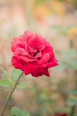 Bahçedeki güller, güzel güneşli bir günde güller güzeldir..