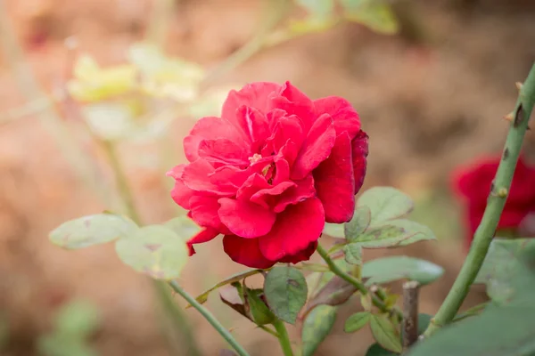 Rosas Jardín Rosas Son Hermosas Con Hermoso Día Soleado — Foto de Stock